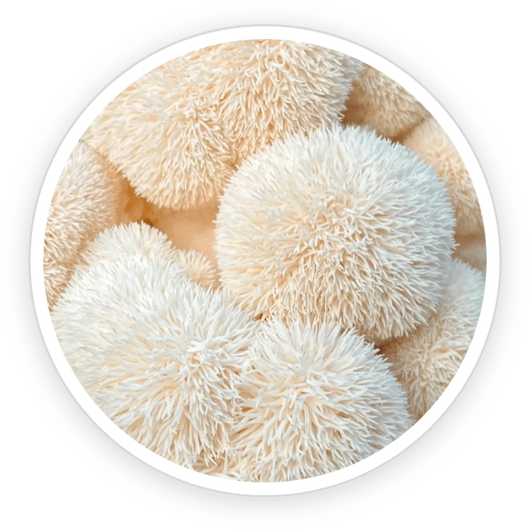 PrimeBiome Ingredient Organic Lion's Mane