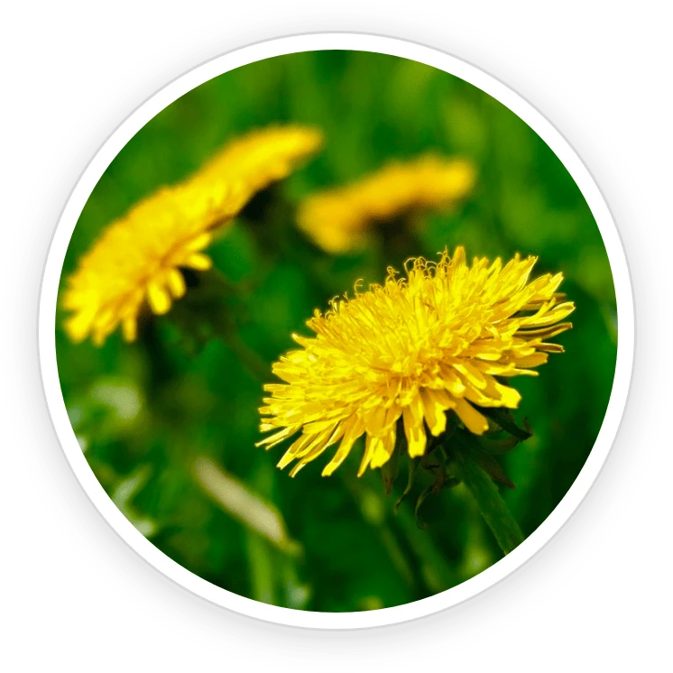 PrimeBiome Ingredient Dandelion Root