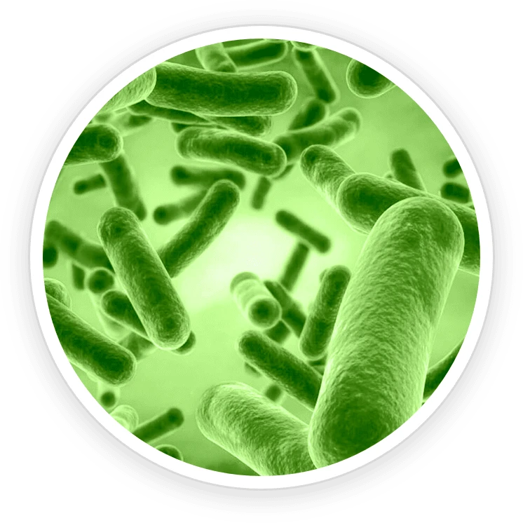 PrimeBiome Ingredient B. Coagulans