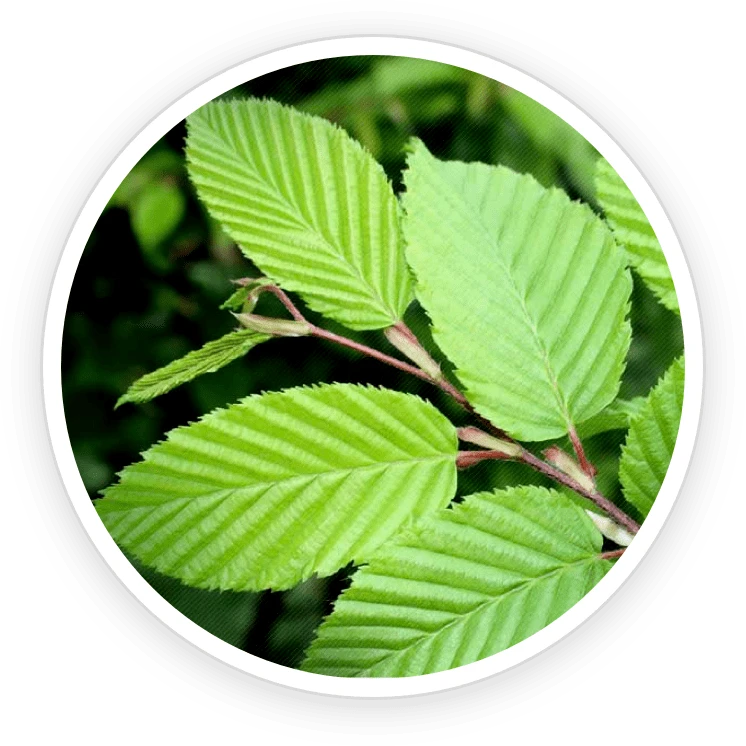 PrimeBiome Ingredient Slippery Elm Bark